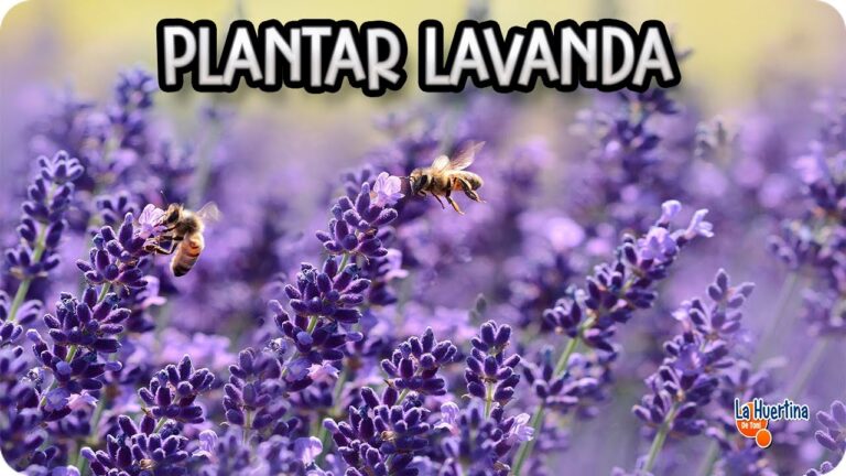 Cuando se planta la lavanda