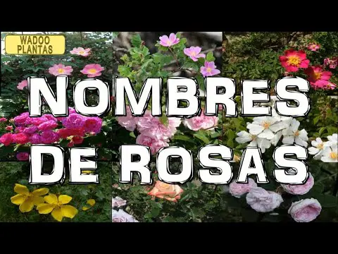 ▷ Variedades de rosas y sus nombres | Actualizado marzo 2023