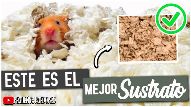 Cual es el mejor sustrato para hamsters