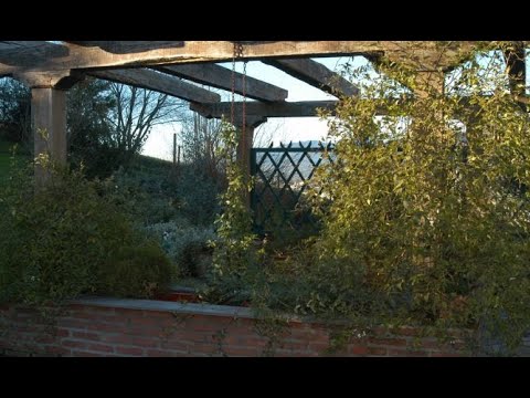 Como guiar un jazmín trepador