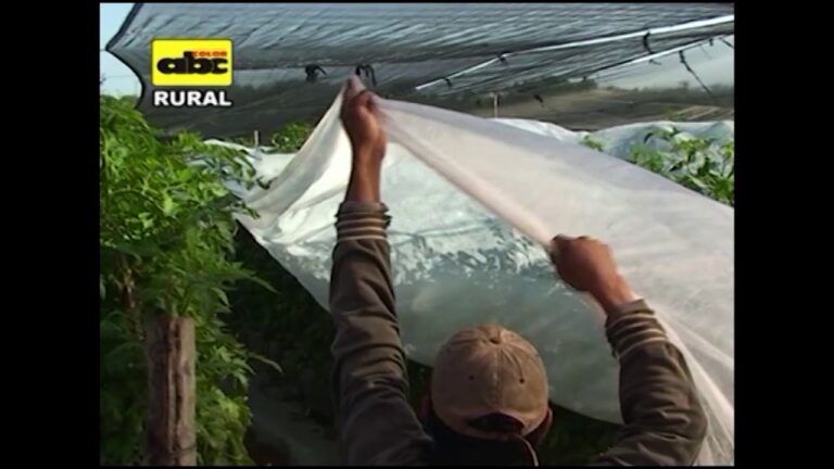 Manta térmica para invernaderos precio