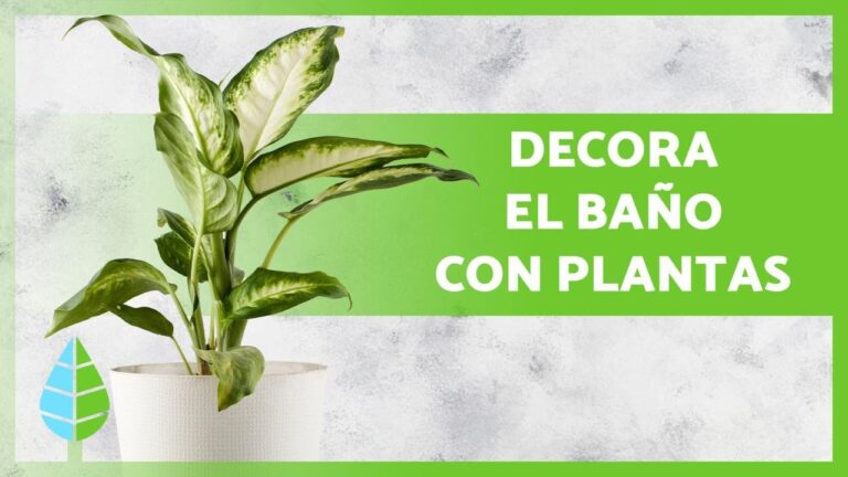 Plantas que se pueden tener en el baño