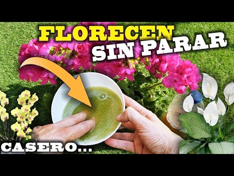 Abono para plantas con flores