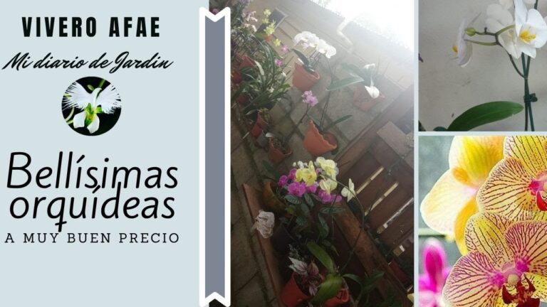Tienda de plantas cerca de mi