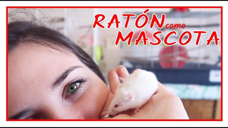 Cuanto cuesta un raton de mascota