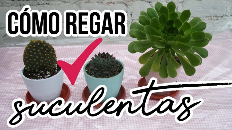 Como regar un cactus miniatura
