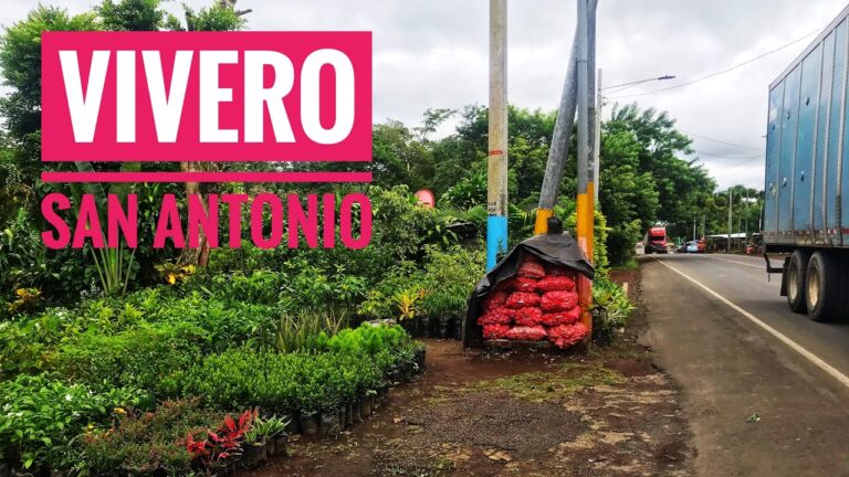 Donde comprar arboles para plantar